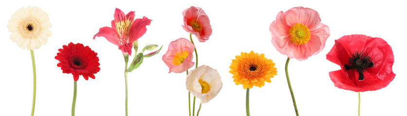 Obraz premium Beautiful colorful flowers isolated on white, set