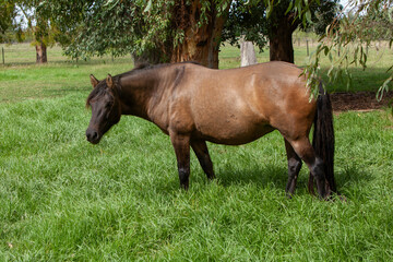 Fototapeta premium Brown horse grazing in green pasture field