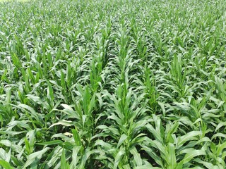 Fototapeta premium corn plants in the afternoon