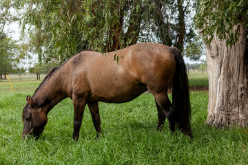 Obraz premium caballo en el campo