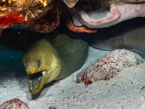 Green moray eel hiding under reef ledge on sandy seabed in Cozumel Mexico