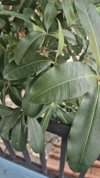 Pule tree (Alstonia scholaris). Pule leaves are effective in treating beriberi, while the sap is used for skin inflammation.