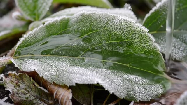 Close up of a frosty green leaf with water droplets in winter.