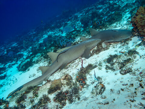 Nurse sharks swimming over coral reef with remoras in Cozumel Mexico