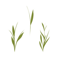 Fototapeta premium Three green stylized plant stems with delicate leaves stand upright on a clean white background. This botanical illustration features simple, elegant foliage for a fresh, natural feel.