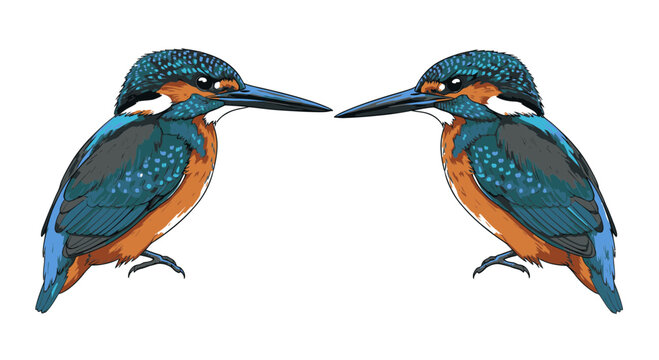 Two colorful kingfisher birds facing each other.