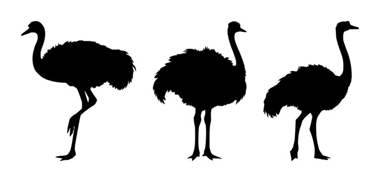 Ostrich silhouettes set with bold black outline featuring wildlife, bird, silhouette with fauna and nature illustration, vector artwork, black and white