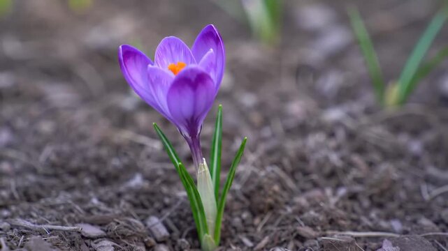 Close-up of a single purple crocus flower blooming in spring soil.