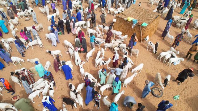 SENEGAL - 7.21.2025 - Excellent aerial view of a farmer talking to a customer at a goat market in Senegal.