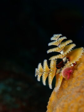 Christmas tree worms on coral with black background in Cozumel Mexico