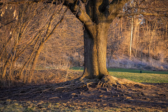 Massive gnarled roots of a large oak tree spreading across the forest floor during golden hour in a Naperville Illinois forest preserve