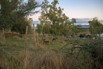 Deer by reservoir at dusk © MiguelA