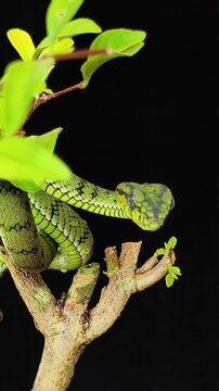 Green viper snake on a tree, part 6
