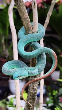 Blue Viper Snake on a tree, part 2