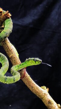 Green viper snake on a tree, part 5