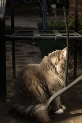 Obraz premium portrait of cat