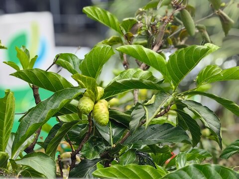 Noni fruit or morinda citrifolia on the stalk of the noni tree.