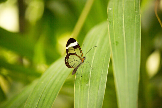 Glasswing Buttefly sitting on a Green Leaf