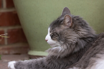 grey and white cat with eyes closed © Obsidia Media