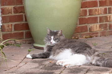 cat on the patio sleeping  © Obsidia Media