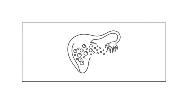 Conceptual illustration of female reproductive system with ovules or follicles