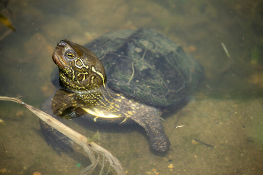 Chinese Pond Turtle in a Pond