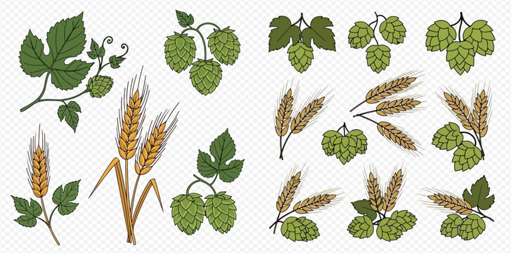 Set of hops and wheat elements for brewing beer on a transparent background.