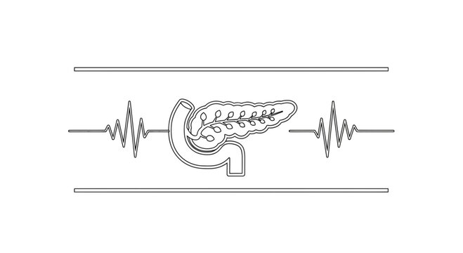 Stylized linear illustration of human pancreas and duodenum with active heartbeat rhythm depicting