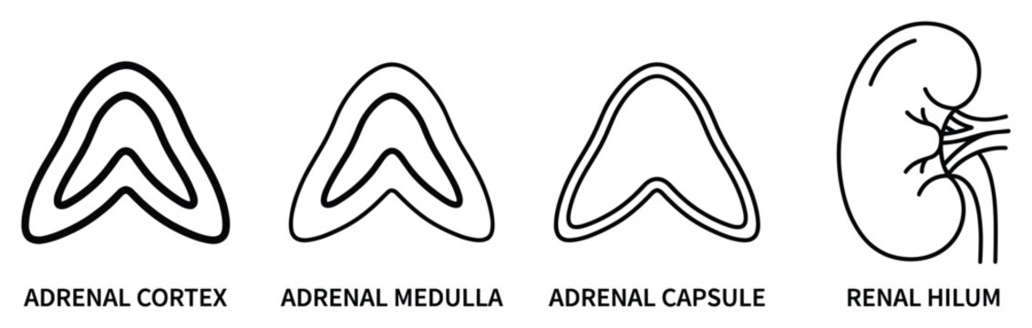 Adrenal gland anatomy and renal hilum diagram illustration for medical science and education