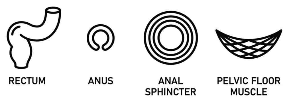 Anatomy icons set including rectum anus anal sphincter and pelvic floor muscle on transparent