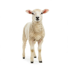 Fototapeta premium white lamb羔羊 staring forward, woolly coat, pink ears, studio portrait, isolated subject, farm animal,.