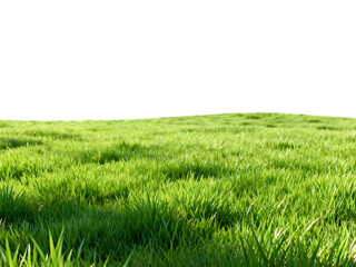 Fototapeta premium A green field of grass isolated on transparent background