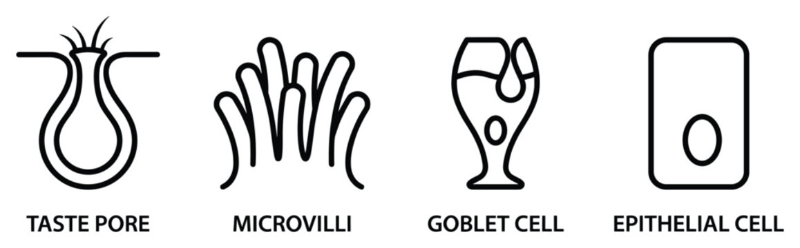 Cell structure line vector of taste pore microvilli goblet cell and epithelial cell illustration