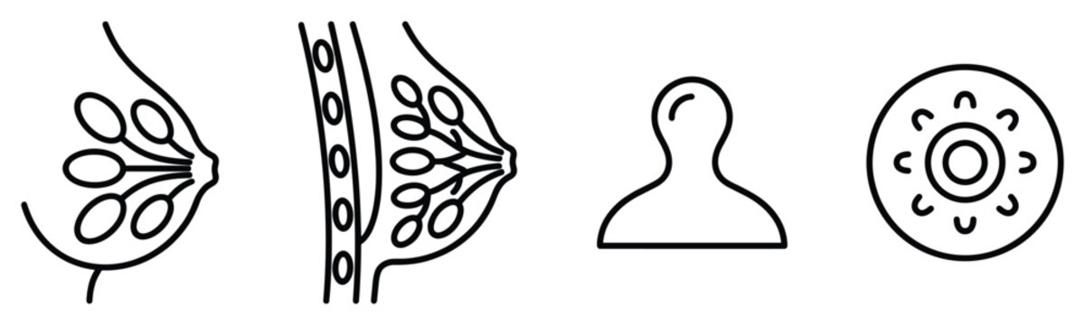 Breast anatomy with mammary glands and ducts medical science education line art isolated