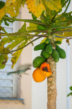 P&aacute;ssaro Sanha&ccedil;u-cinzento comendo mam&atilde;o maduro diretamente no p&eacute;, natureza brasileira, fauna silvestre urbana e &aacute;rvore frut&iacute;fera tropical no jardim