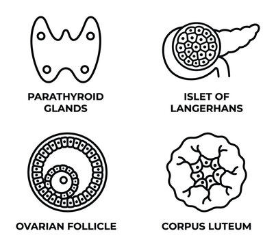 Endocrine system organs line art design parathyroid islet of langerhans ovarian follicle corpus luteum