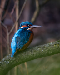 Fototapeta premium Common kingfisher resting on a moss covered branch beside calm water, displaying vibrant blue and orange plumage and a sharp pointed beak. The soft natural background enhances the striking colors and