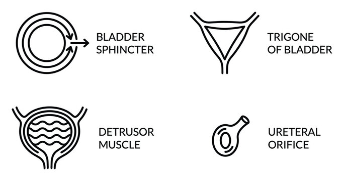 Human bladder anatomy line vector illustration of bladder sphincter trigone detrusor and orifice