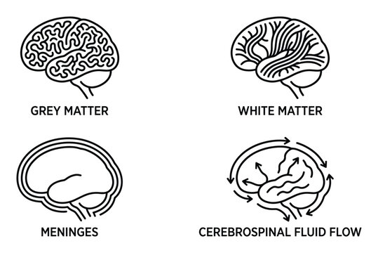 Human brain anatomy parts diagram including grey matter white matter meninges and cerebrospinal fluid
