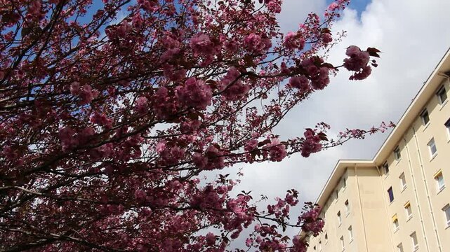 Spring in Paris. Sakura and cherry sway on a wind with blue sky and sun glares at the sunny midday. Blossom and architecture. High resolution video.