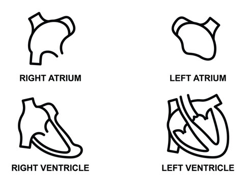 Human heart chambers diagram as outline vector anatomy diagram representing atriums ventricles