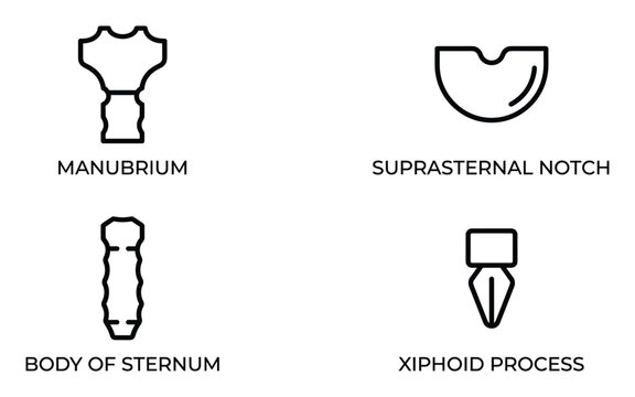 Human sternum bone anatomical medical diagram for education and study one hundred characters only