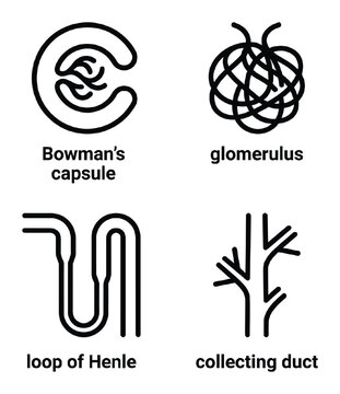 Nephron structure bowman's capsule glomerulus loop of henle collecting duct vector illustration