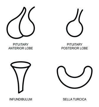Pituitary gland anterior posterior lobe infundibulum sella turcica vector illustration eps