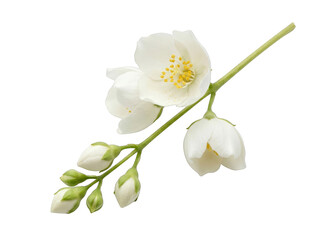 Obraz premium White jasmine flowers on green stem with buds