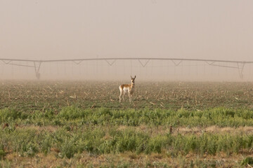 antelope in field  © Obsidia Media