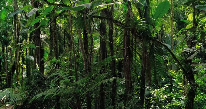 Low angle view of dense tropical rainforest vegetation looking up into lush jungle canopy