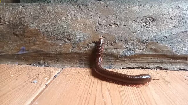 Giant Millipede Crawling on the Floor near Concrete Wall