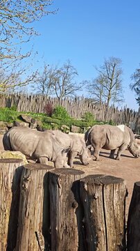 White Rhinoceros eating hay in a wildlife park, at Pairi Daiza, Belgium