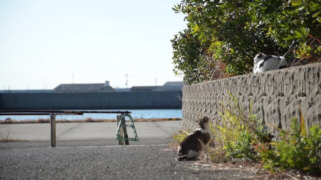 加太港の猫 （和歌山県和歌山市, 2026年1月）